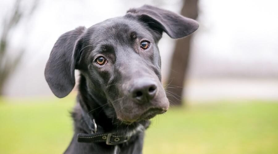Great Dane and Lab Mix